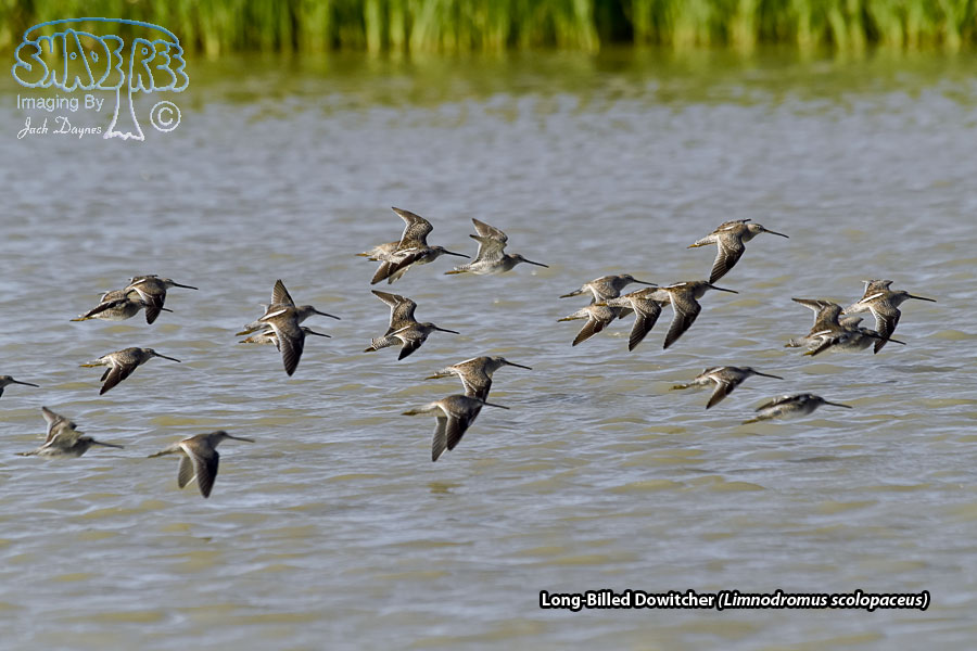 Long-Billed Dowitcher - Limnodromus scolopaceus