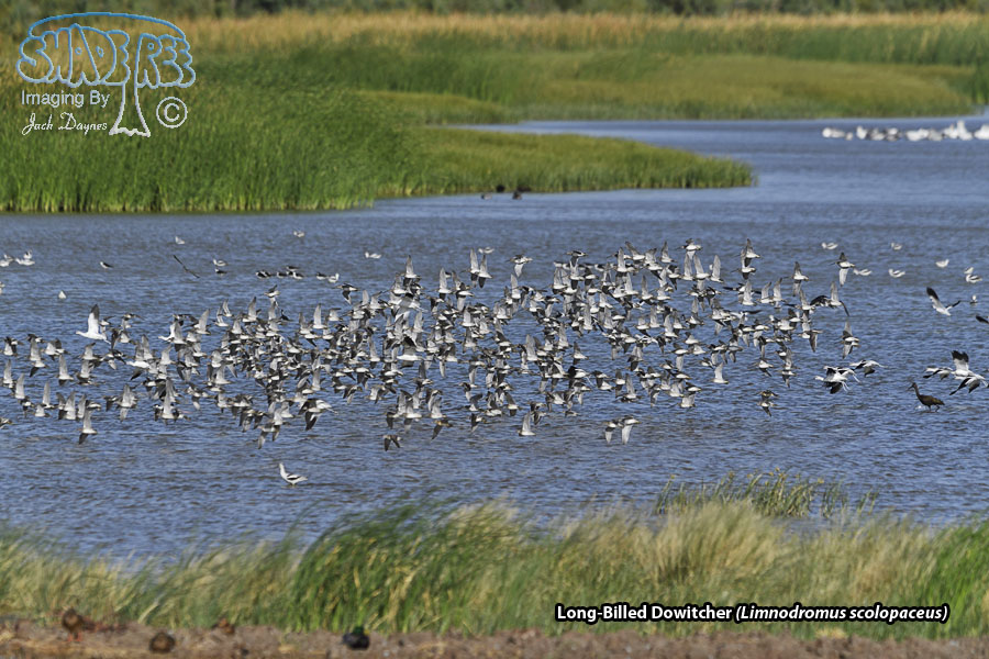 Long-Billed Dowitcher - Limnodromus scolopaceus