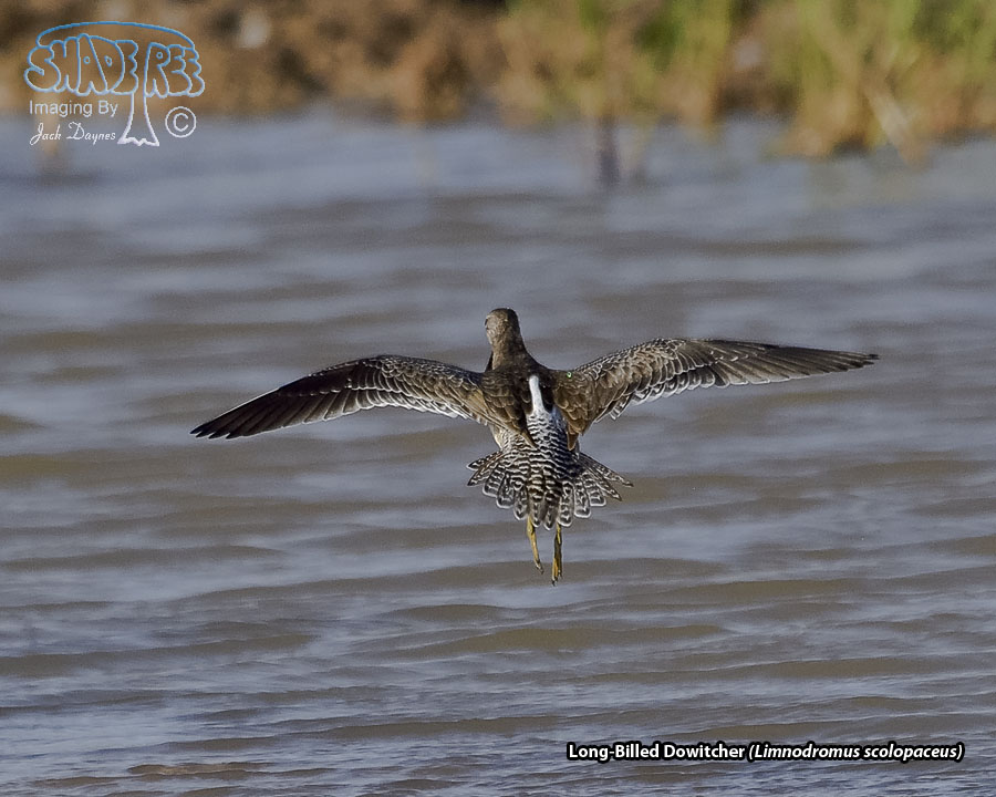 Long-Billed Dowitcher - Limnodromus scolopaceus