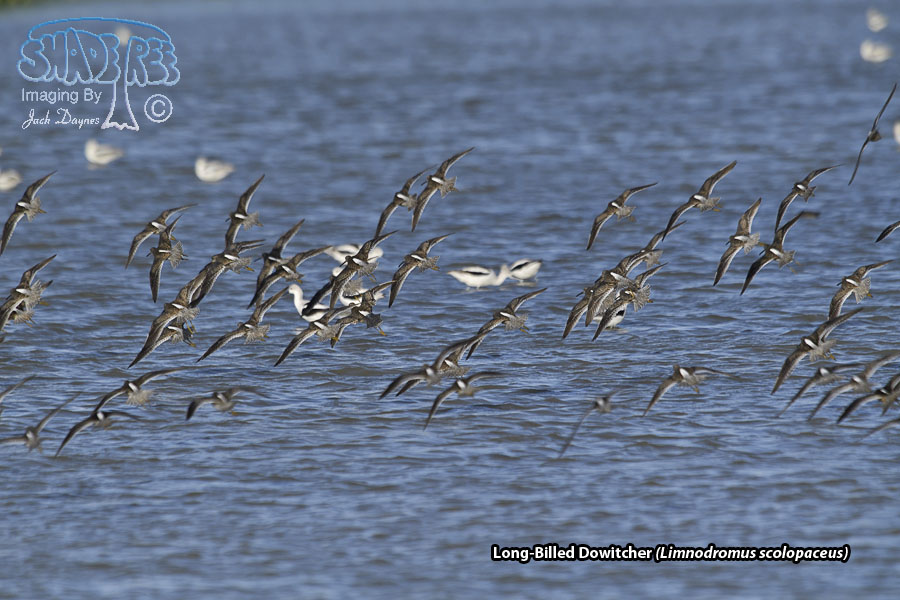 Long-Billed Dowitcher - Limnodromus scolopaceus