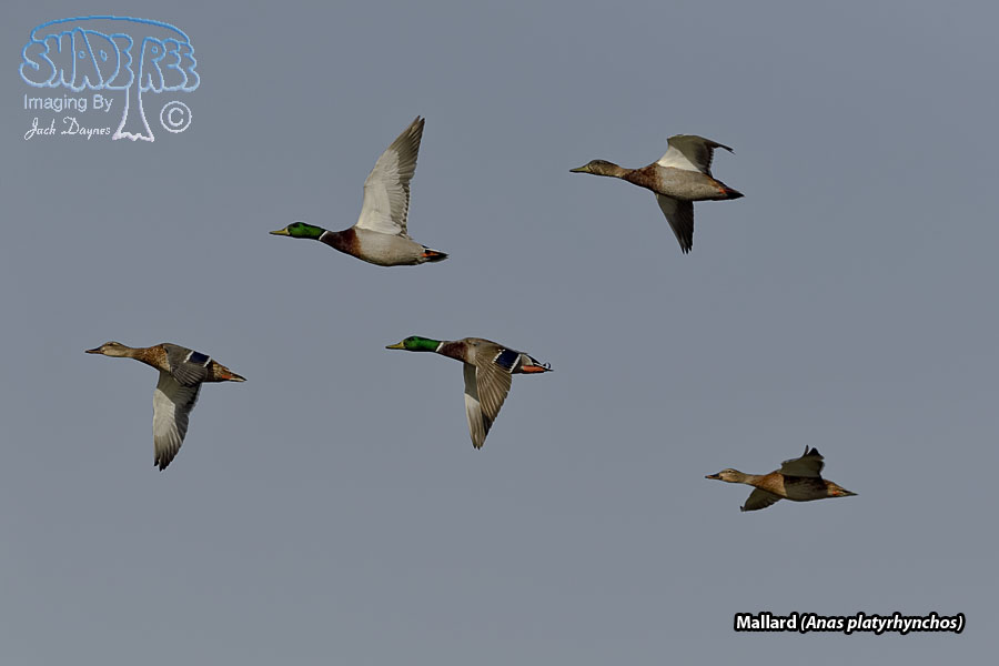 Mallard - Anas platyrhynchos