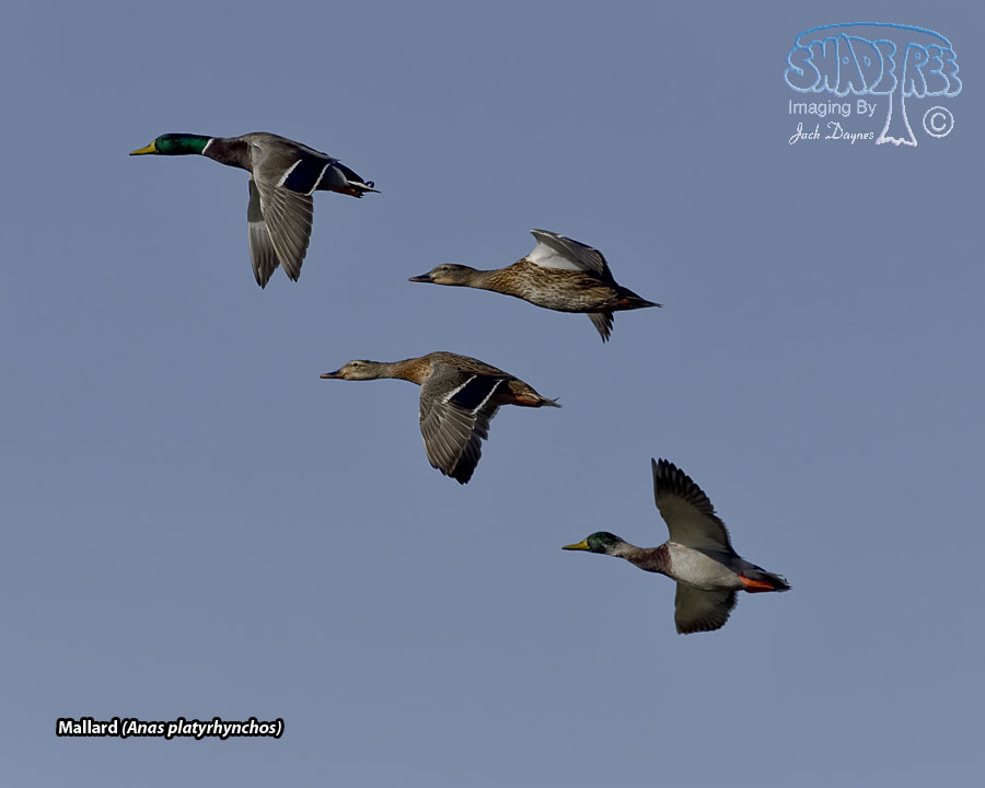 Mallard - Anas platyrhynchos