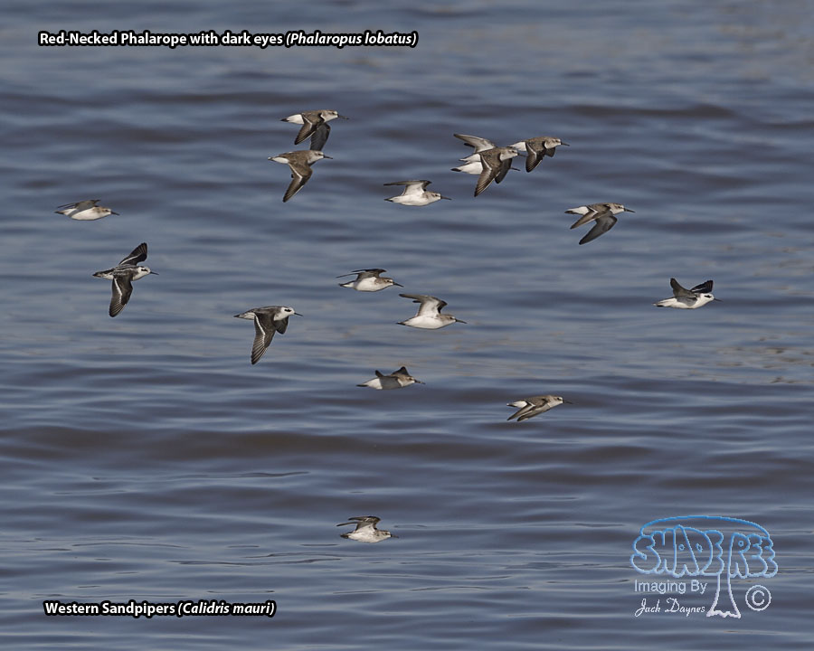 Red-Necked Phalarope - Phalaropus lobatus