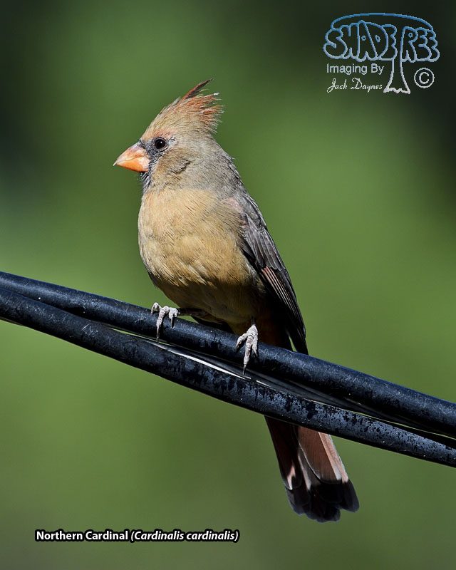 Northern Cardinal - Cardinalis cardinalis