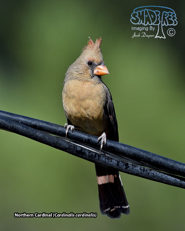 Northern Cardinal - Cardinalis cardinalis