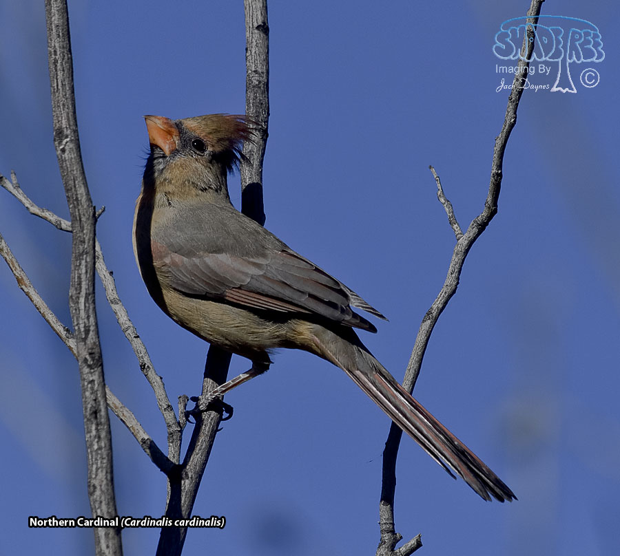 Northern Cardinal - Cardinalis cardinalis