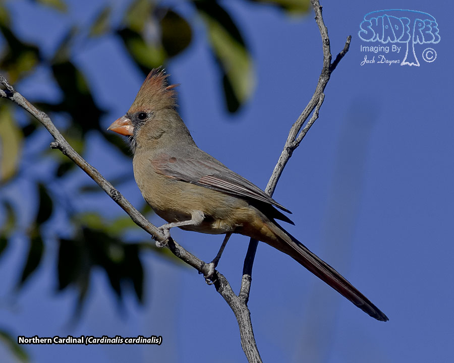 Northern Cardinal - Cardinalis cardinalis