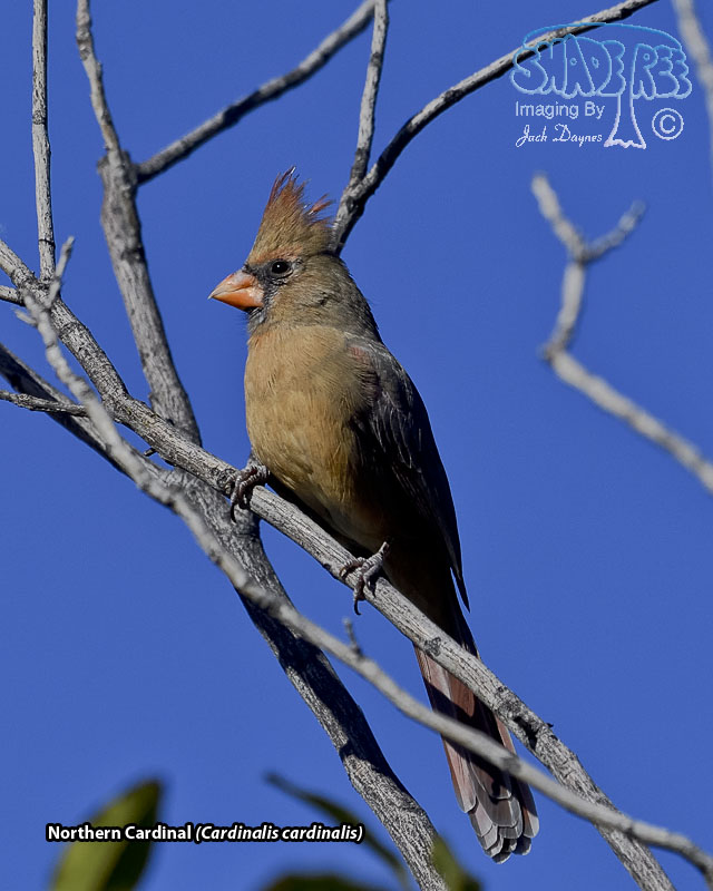 Northern Cardinal - Cardinalis cardinalis
