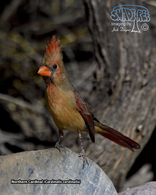 Northern Cardinal - Cardinalis cardinalis