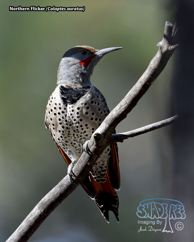 Northern Flicker - Colaptes auratus