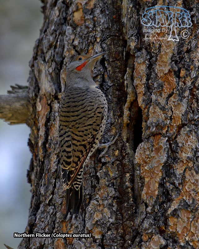 Northern Flicker - Colaptes auratus