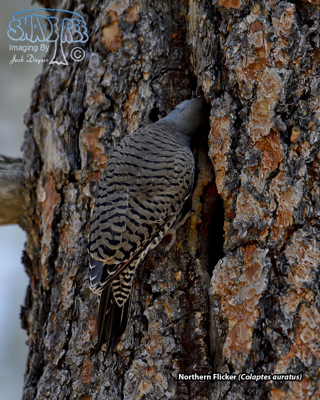 Northern Flicker - Colaptes auratus