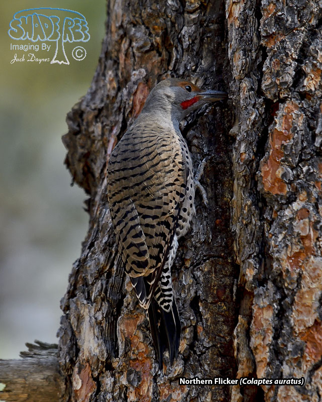 Northern Flicker - Colaptes auratus