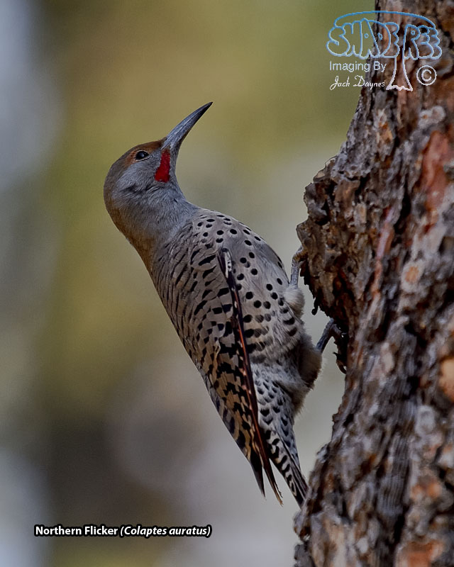 Northern Flicker - Colaptes auratus