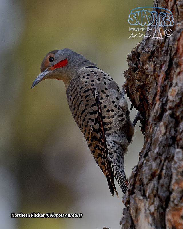 Northern Flicker - Colaptes auratus
