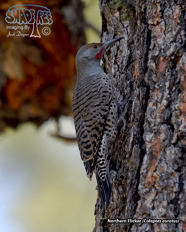 Northern Flicker - Colaptes auratus