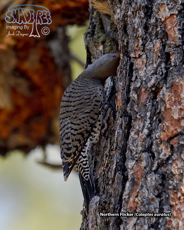 Northern Flicker - Colaptes auratus