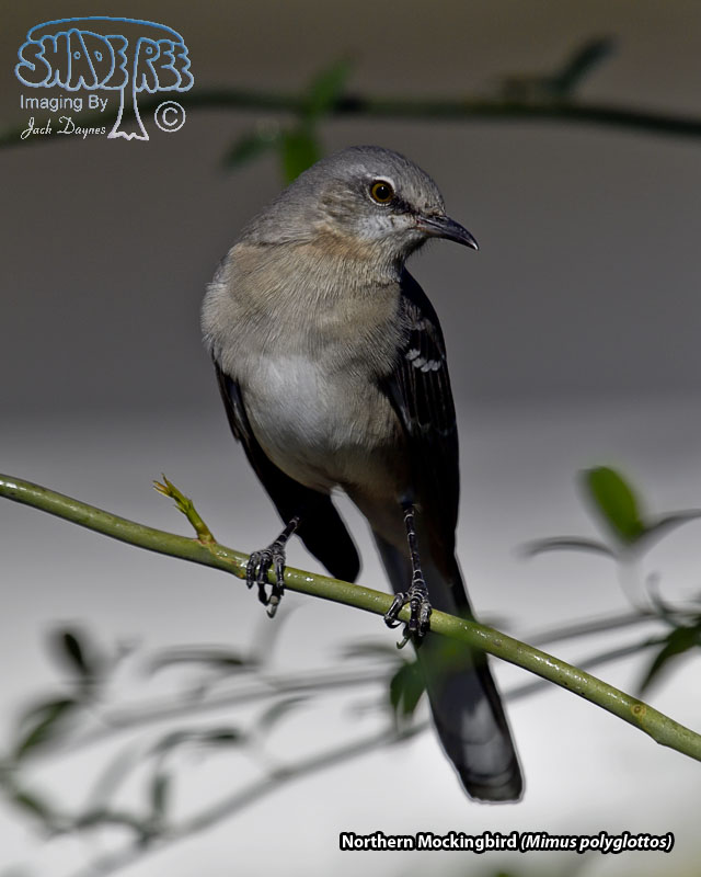 Northern Mockingbird - Mimus polyglottos