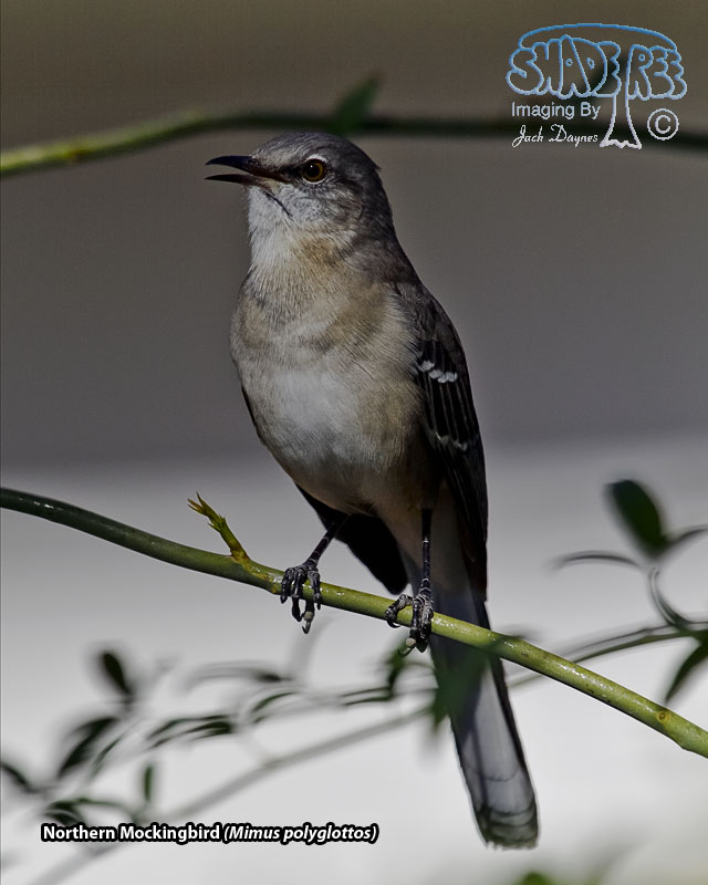 Northern Mockingbird - Mimus polyglottos