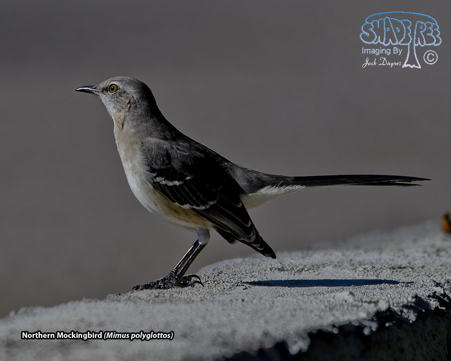 Northern Mockingbird - Mimus polyglottos