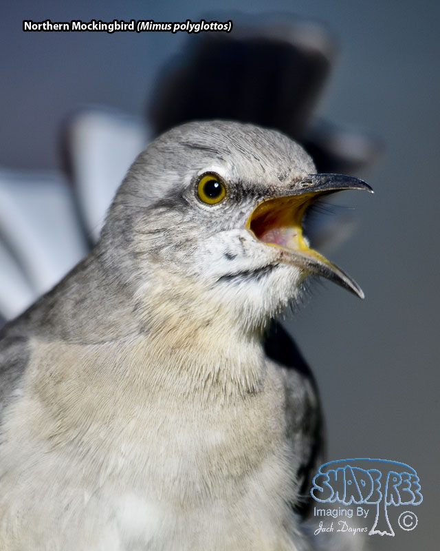 Northern Mockingbird - Mimus polyglottos
