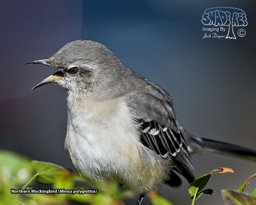 Northern Mockingbird - Mimus polyglottos
