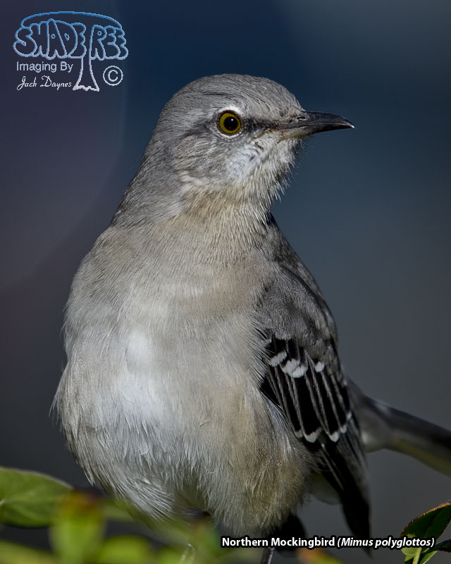 Northern Mockingbird - Mimus polyglottos