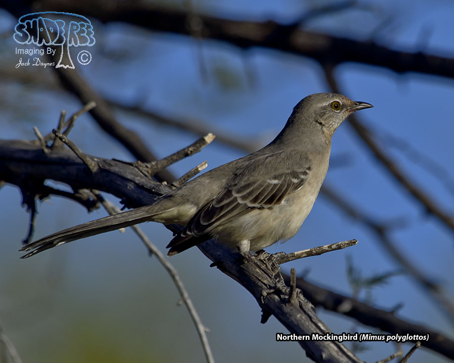 Northern Mockingbird - Mimus polyglottos