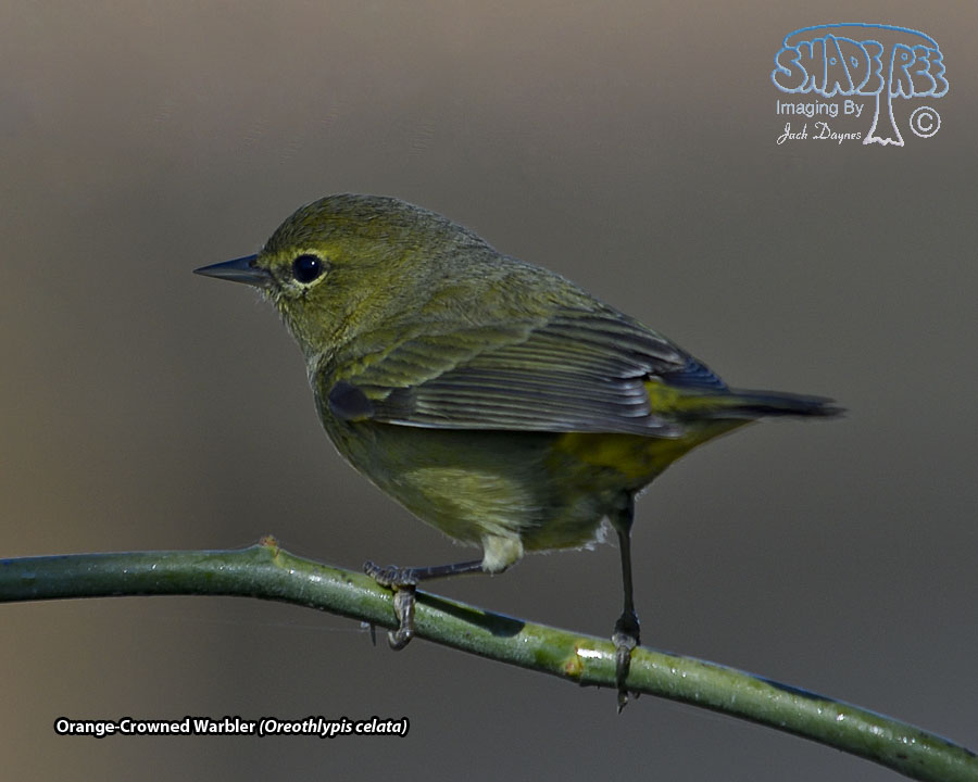 Orange-Crowned Warbler - Oreothlypis celata