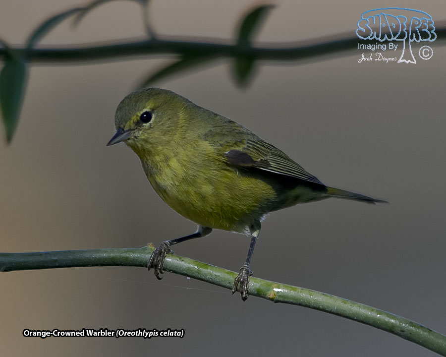Orange-Crowned Warbler - Leiothlypis celata