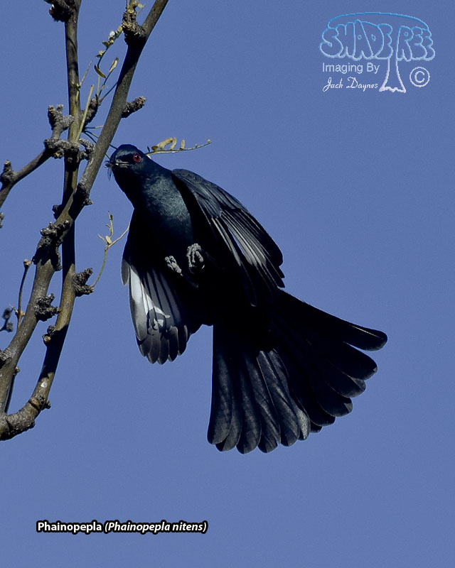Phainopepla - Phainopepla nitens