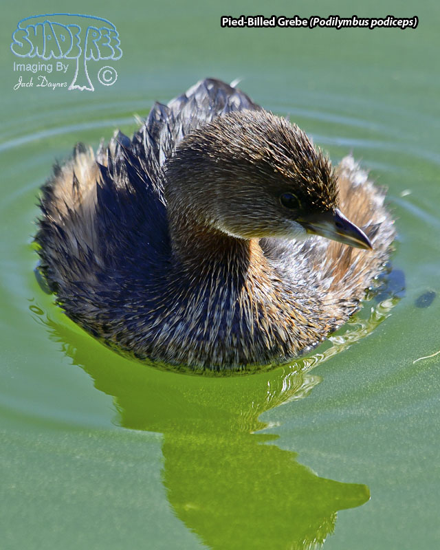 Pied-Billed Grebe - Podilymbus podiceps