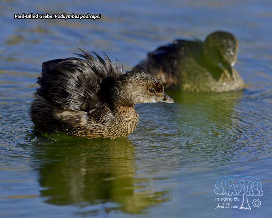 Pied-Billed Grebe - Podilymbus podiceps