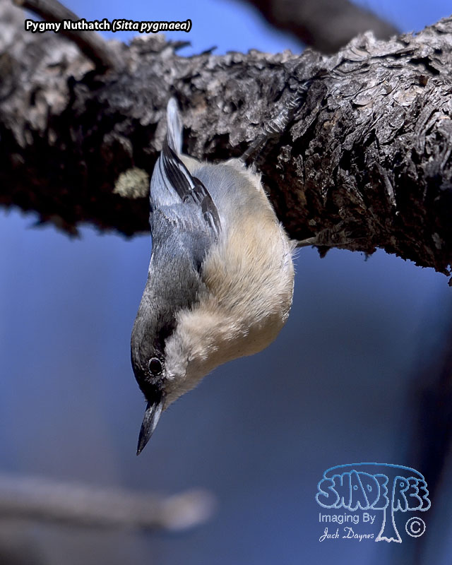 Pygmy Nuthatch - Sitta pygmaea