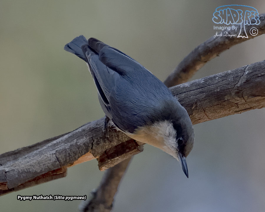 Pygmy Nuthatch - Sitta pygmaea