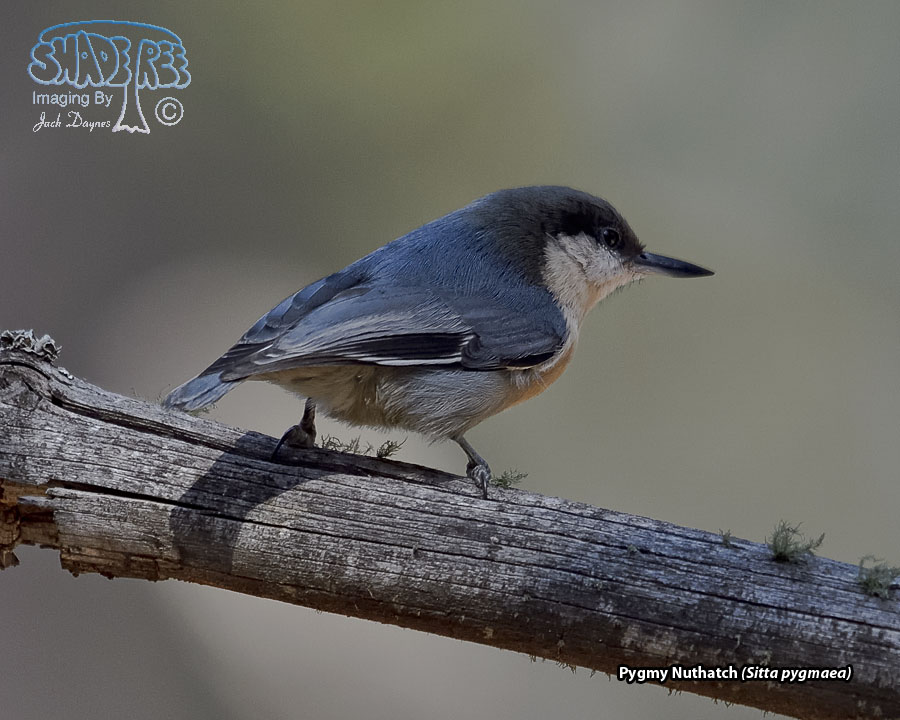 Pygmy Nuthatch - Sitta pygmaea