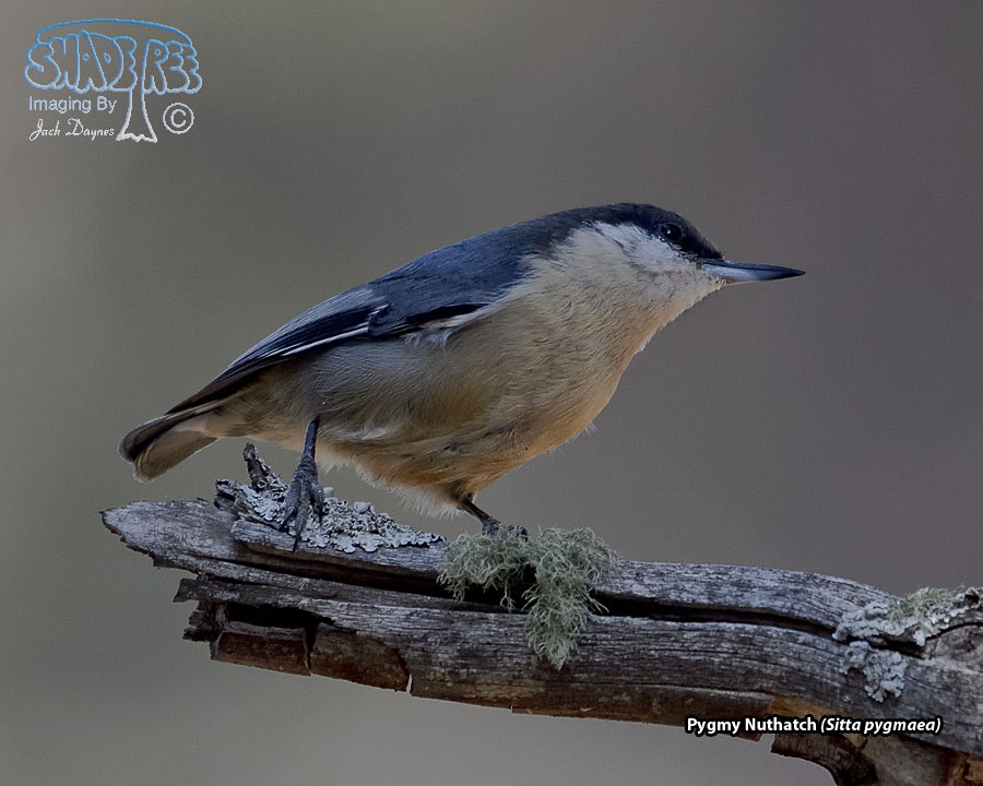 Pygmy Nuthatch - Sitta pygmaea