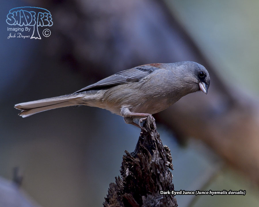 Dark-Eyed Junco - Junco hyemalis dorsalis