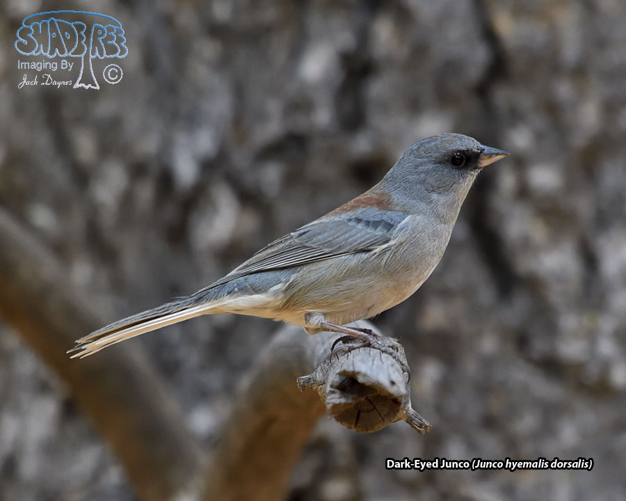 Dark-Eyed Junco - Junco hyemalis dorsalis
