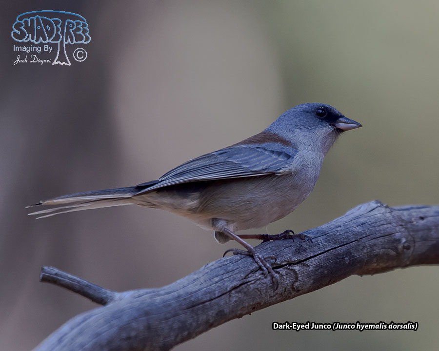 Dark-Eyed Junco - Junco hyemalis dorsalis