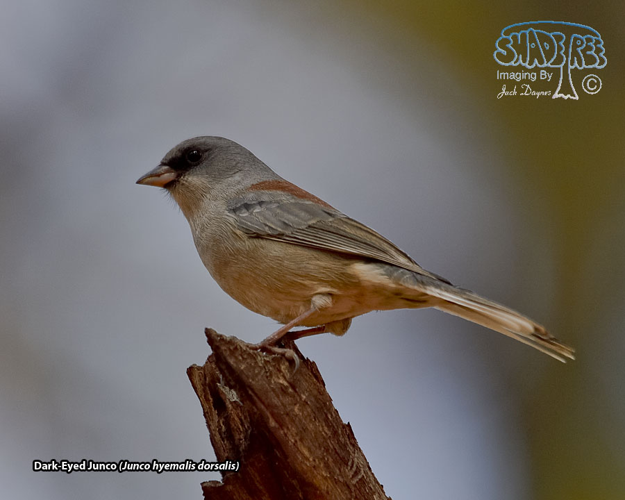 Dark-Eyed Junco - Junco hyemalis dorsalis