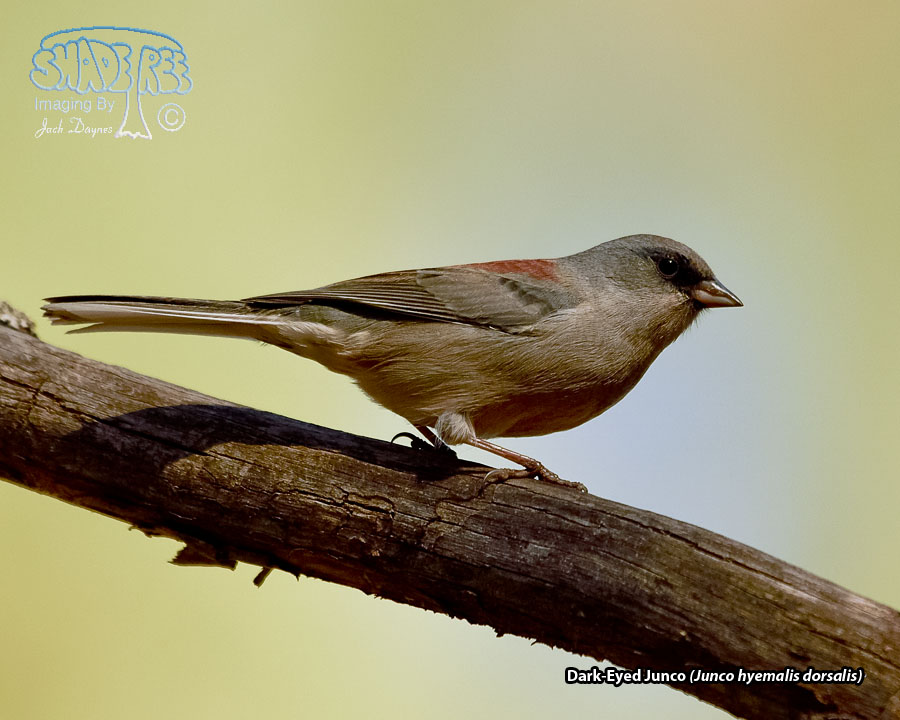 Dark-Eyed Junco - Junco hyemalis dorsalis