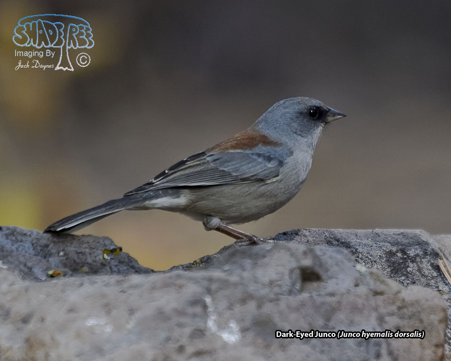 Dark-Eyed Junco - Junco hyemalis dorsalis