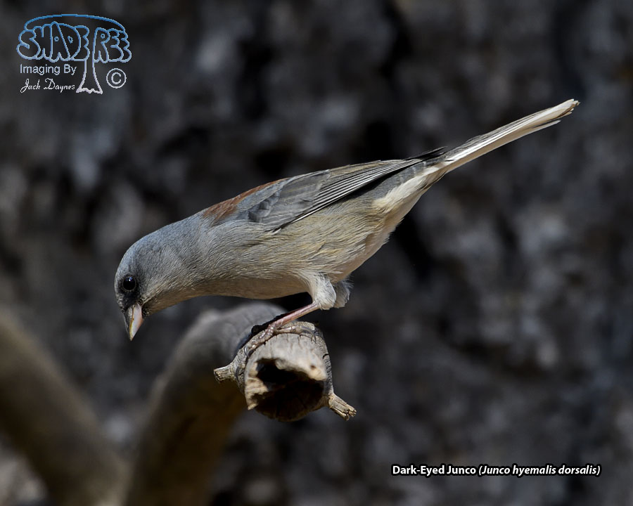 Dark-Eyed Junco - Junco hyemalis dorsalis