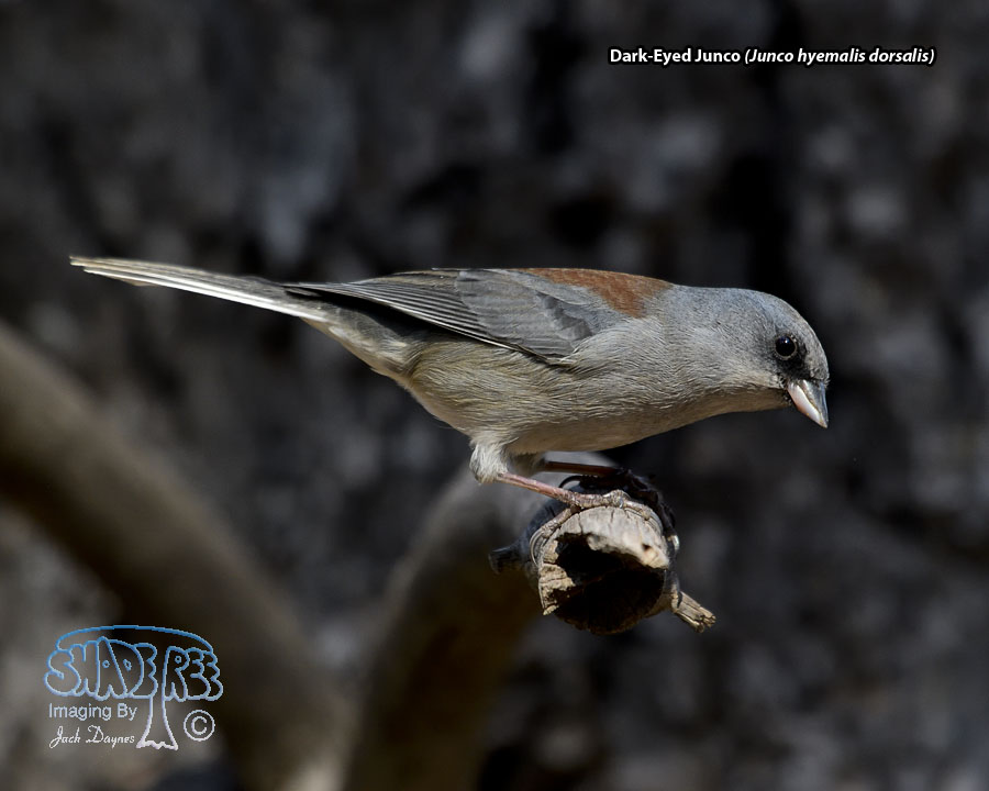 Dark-Eyed Junco - Junco hyemalis dorsalis
