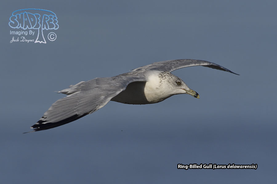 Ring-Billed Gull - Larus delawarensis