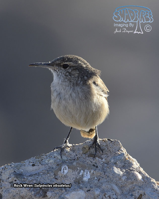 Rock Wren - Salpinctes obsoletus
