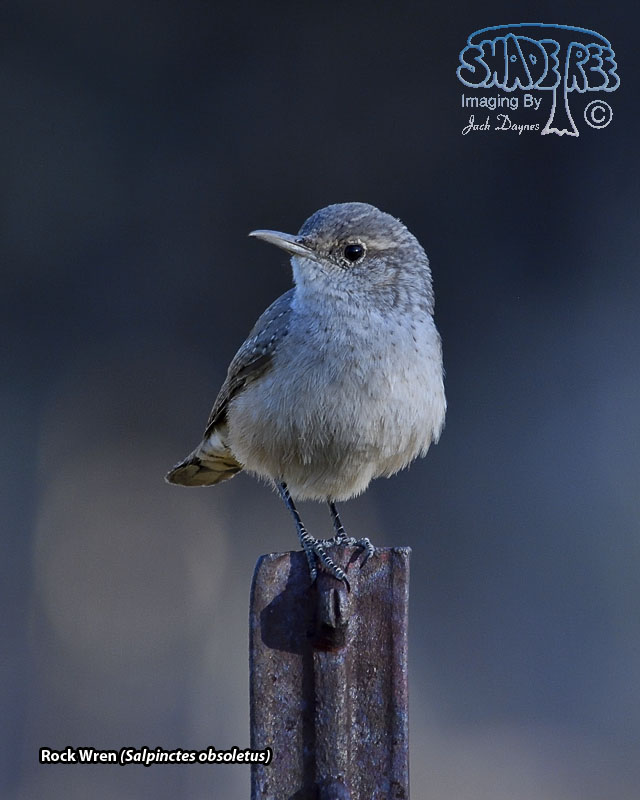 Rock Wren - Salpinctes obsoletus