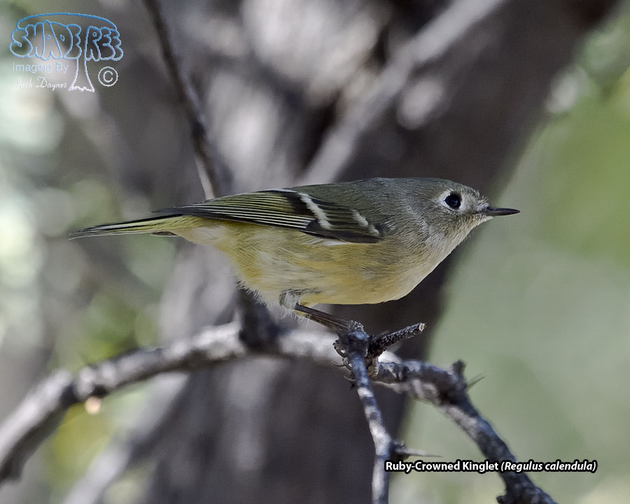 Ruby-Crowned Kinglet - Regulus calendula