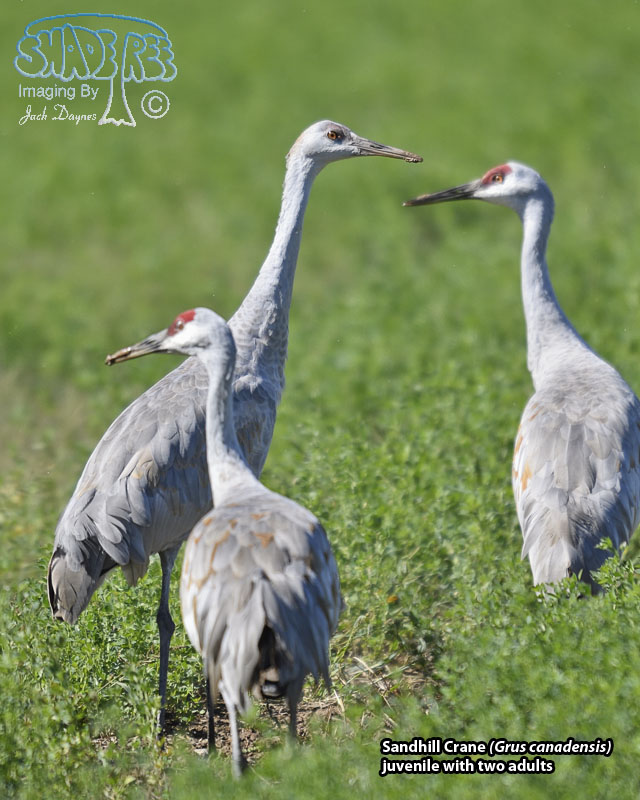 Sandhill Crane - Antigone canadensis